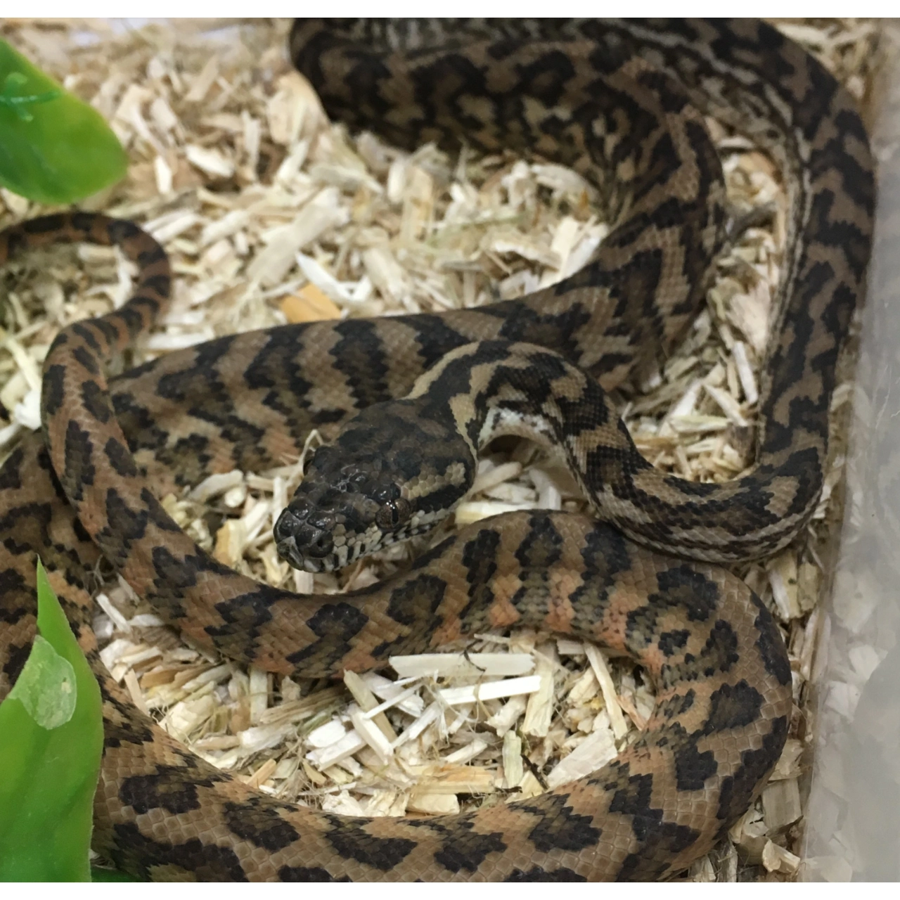 Tæppepython Morph mix (Morelia spilota ssp)
